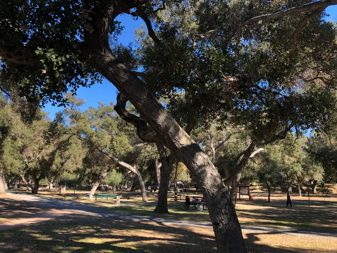 Hotels near Live Oak County Park