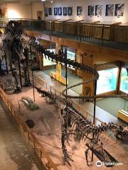 University of Wyoming Geological Museum