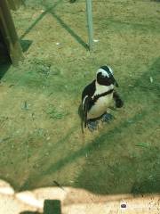 Seabird and Penguin Rehabilitation Centre