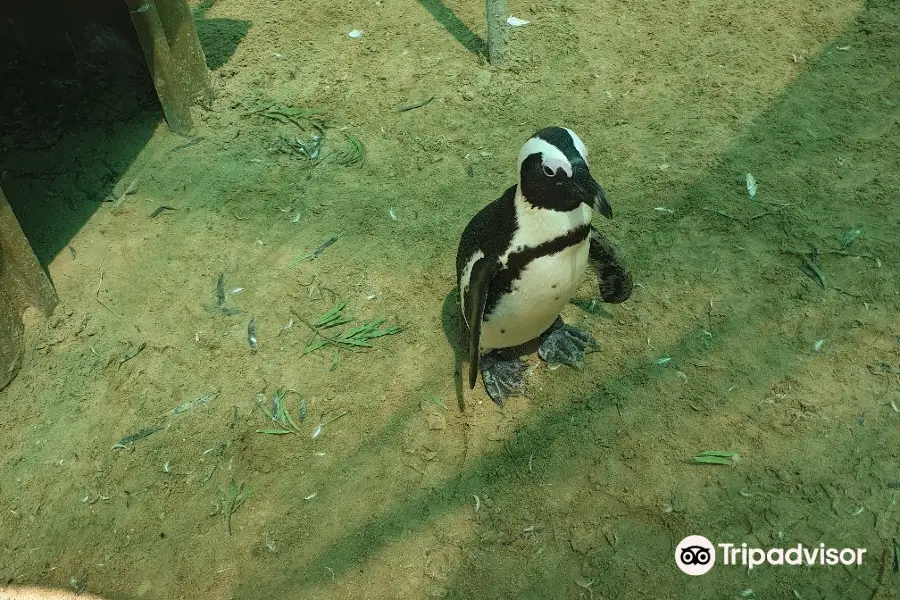 Seabird and Penguin Rehabilitation Centre