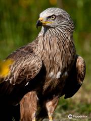 Les Aigles d'Aure