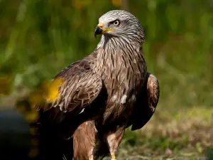 The Eagles of Aure