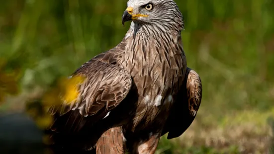 The Eagles of Aure