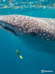 South Mafia Island Whale Shark Safari