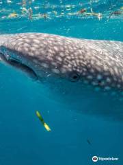 South mafia island whale shark safari
