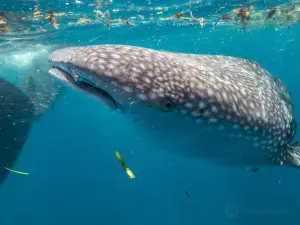 South mafia island whale shark safari