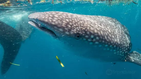 South mafia island whale shark safari