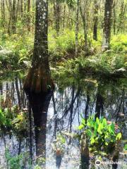 CREW Bird Rookery Swamp Trails