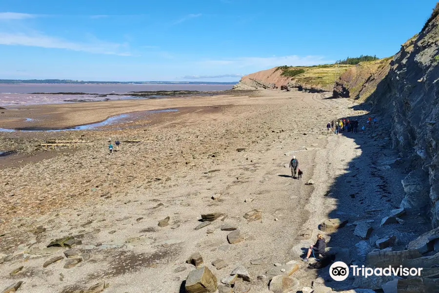 Joggins Fossil Cliffs