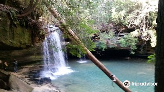 Bankhead National Forest