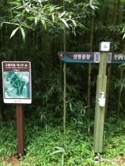 구룡마을 대나무숲