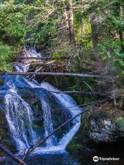 Sentier de la Forêt Marine | La Seigneurie