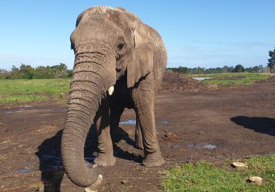 Elephant Sanctuary Plettenberg Bay