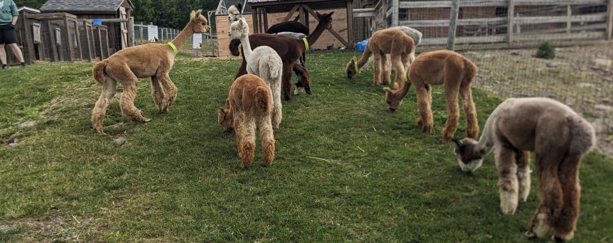 Buck Brook Alpacas