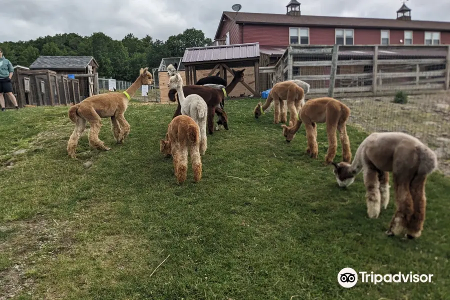 Buck Brook Alpacas