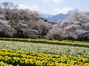 Yamataka Jindai Zakura