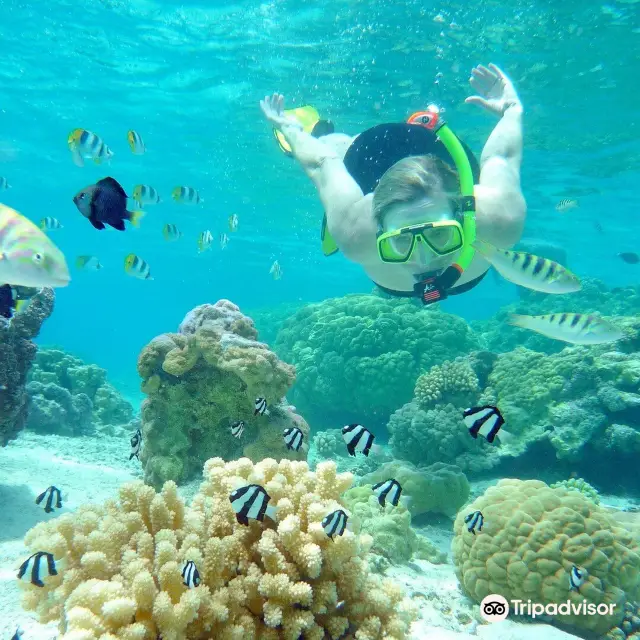 Scuba Diving in Bora Bora