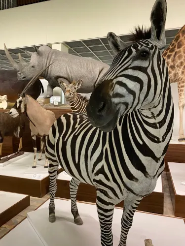 Kaunas Tadas Ivanauskas Museum of Zoology