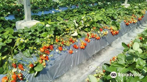 Tateyama Strawberry Picking Center