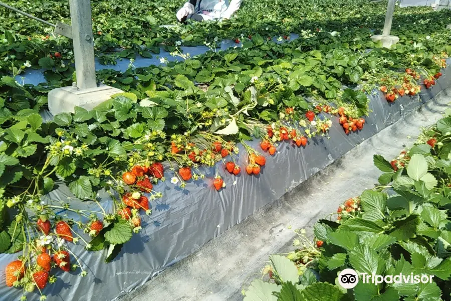 Tateyama Strawberry Picking Center