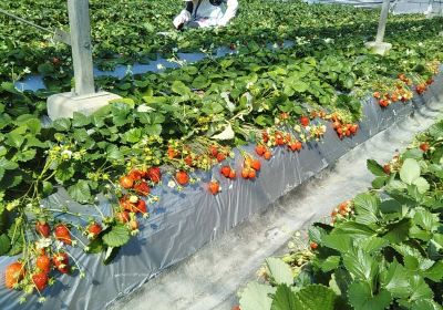 Tateyama Strawberry Picking Center