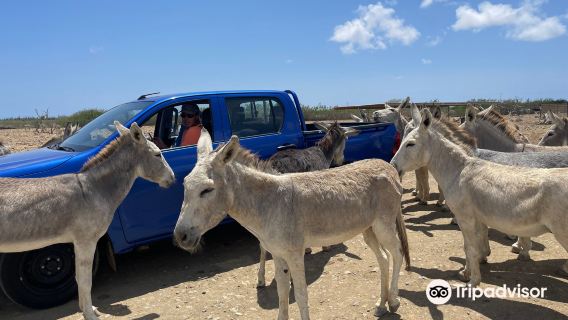 Donkey Sanctuary Bonaire