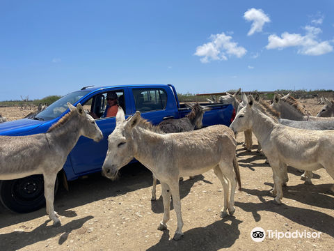 Donkey Sanctuary Bonaire