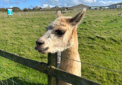 Cardigan Island Coastal Farm Park