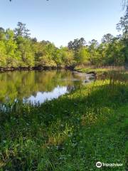 Givhans Ferry State Park