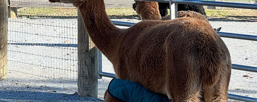 Eastland Alpacas