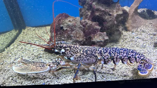 Acquario di Ciquenizza