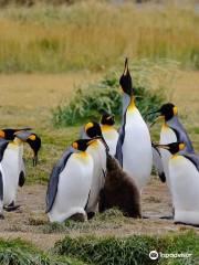 Parque Pinguino Rey