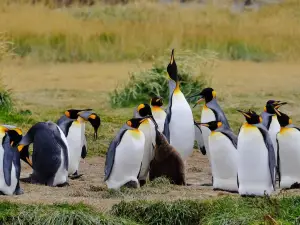 Parque Pinguino Rey