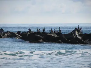 Fort Pierce Inlet State Park