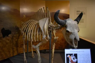 The Mitchell Indigenous Archaeological Site & Museum