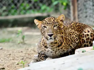 Etawah Safari Park