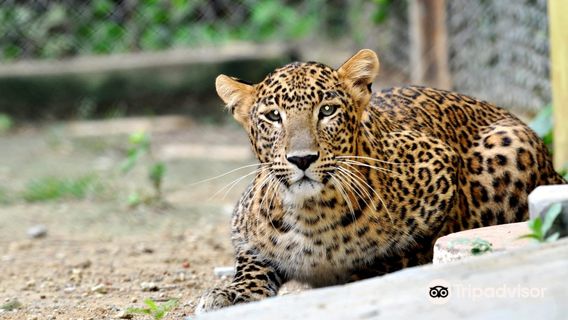 Lion Safari, Etawah Safari Park