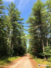 Freetown-Fall River State Forest