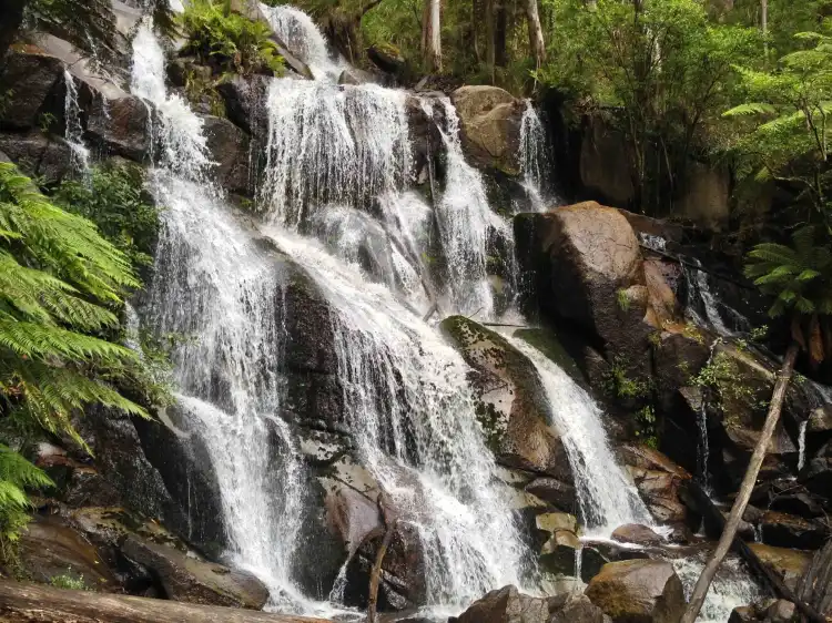 فنادق في Noojee