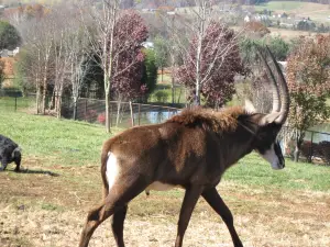 ブライツ動物園