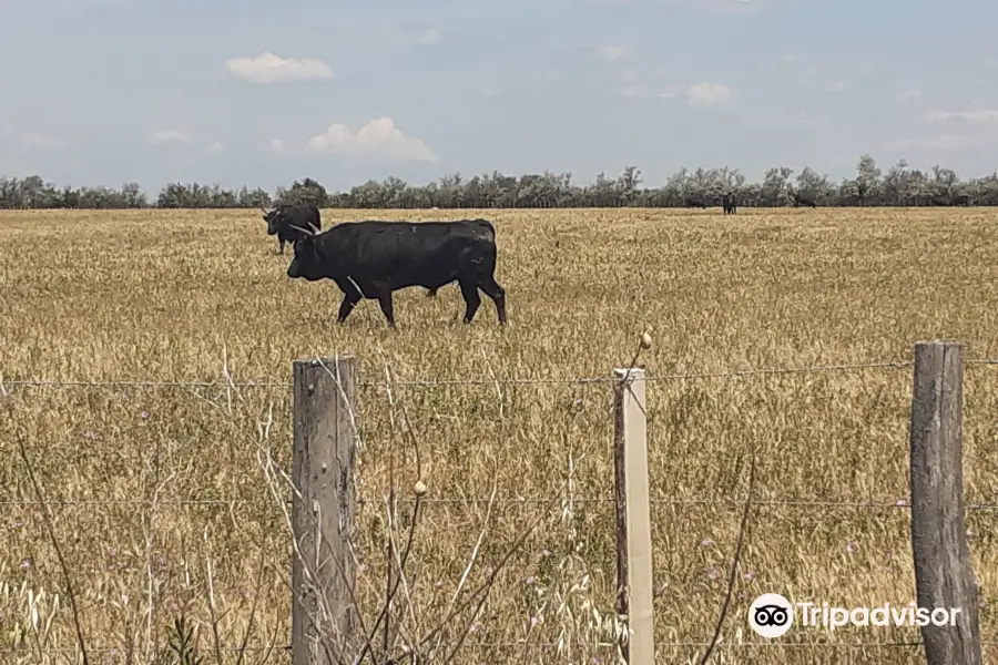 Camargue Découverte