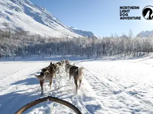 Northern Light Dog Adventure AS