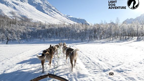 Northern Light Dog Adventure AS