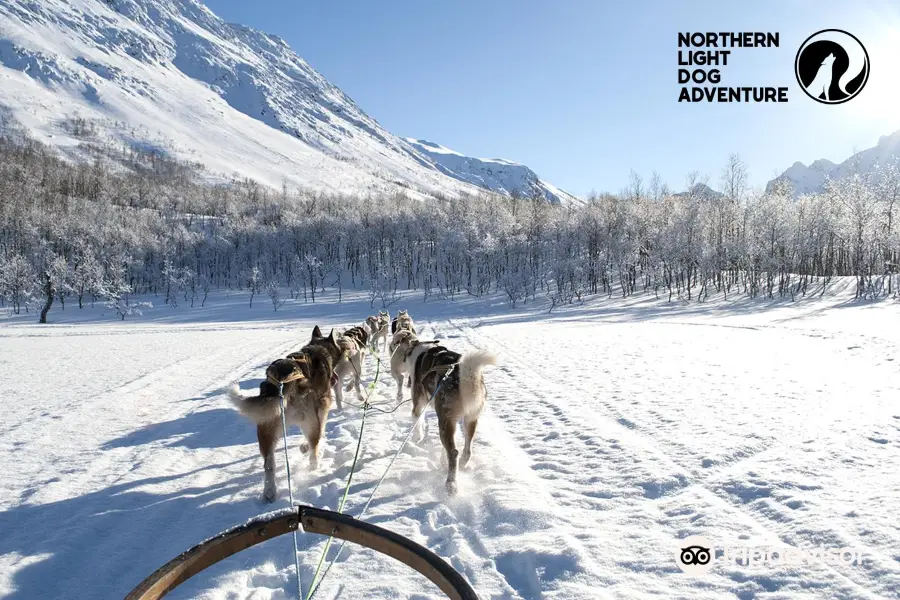 Northern Light Dog Adventure AS