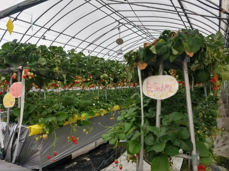 Hotels near Hino Strawberry Farm