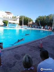 Sharm Dolphins