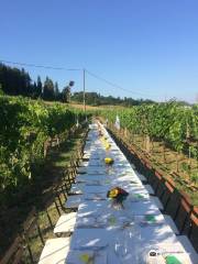 Tuscany Wine Tours - Podere Pellicciano