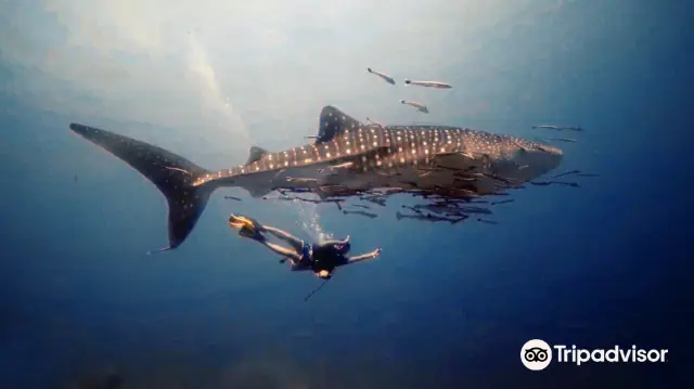 Diving in Koh Chang