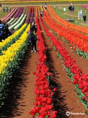 Tesselaar Flower Farm