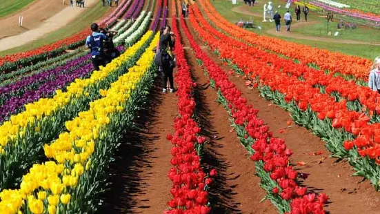 Tesselaar Flower Farm